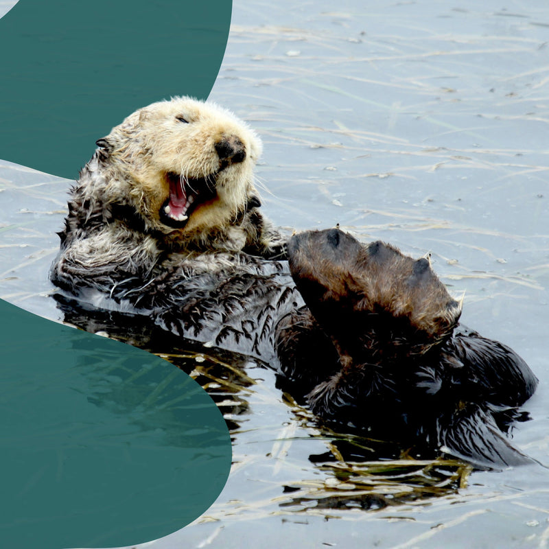 Southern Sea Otter