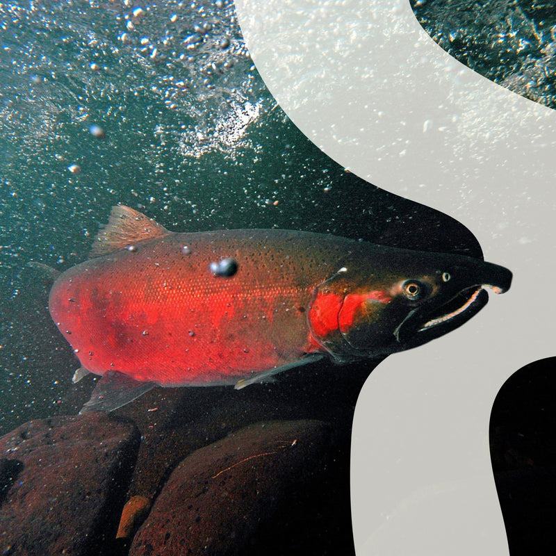 Coho Salmon