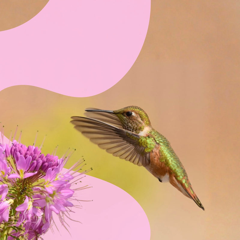 Rufous Hummingbird