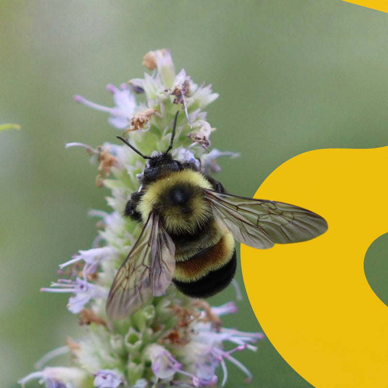 Rusty Patched Bumble Bee
