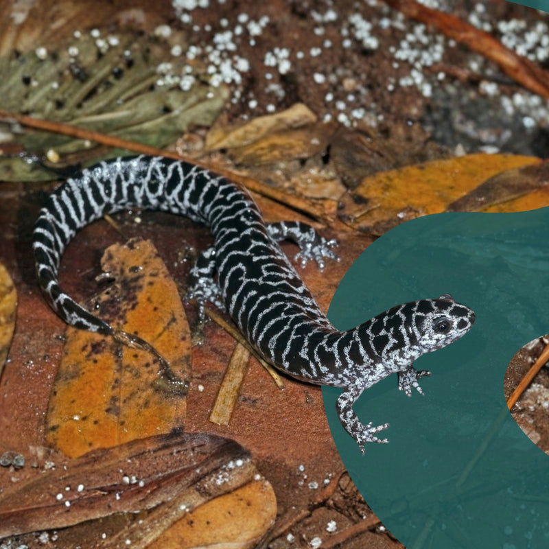 Frosted Flatwoods Salamander