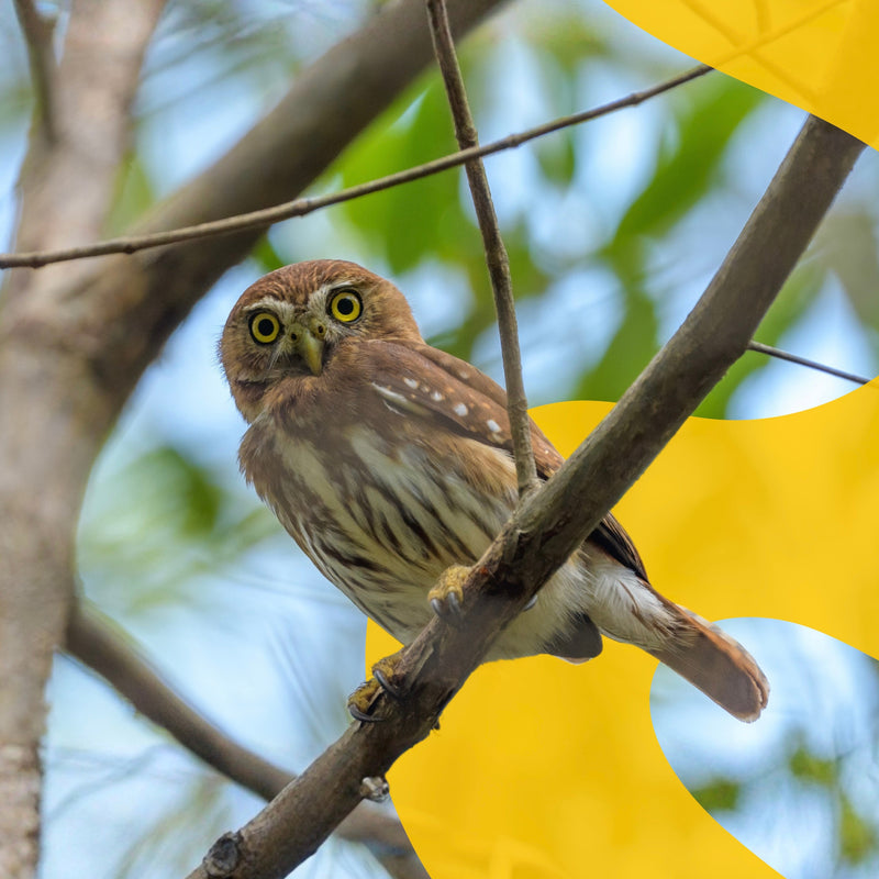 Cactus Ferruginous Pygmy-Owl